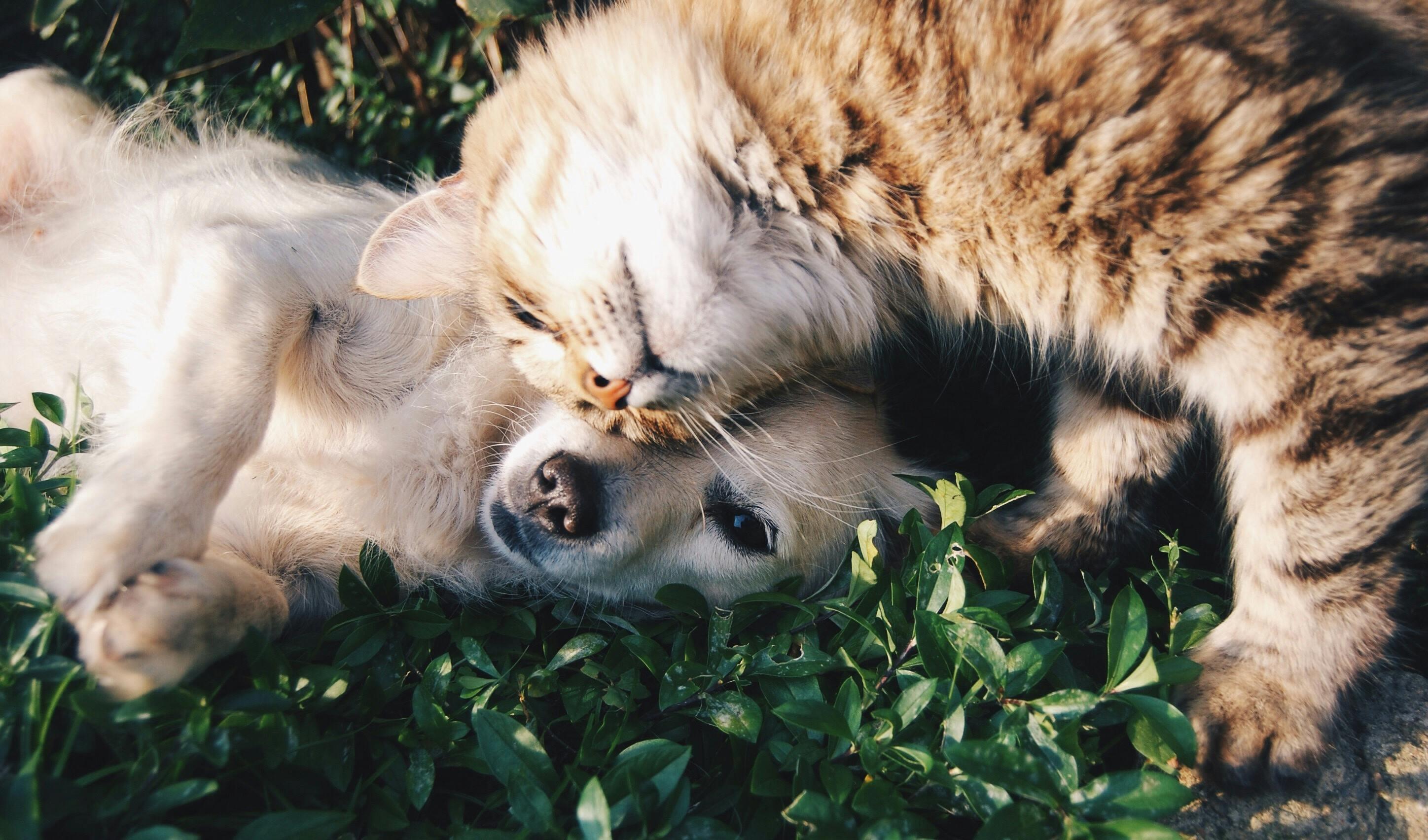 🐾 반려동물 퀴즈